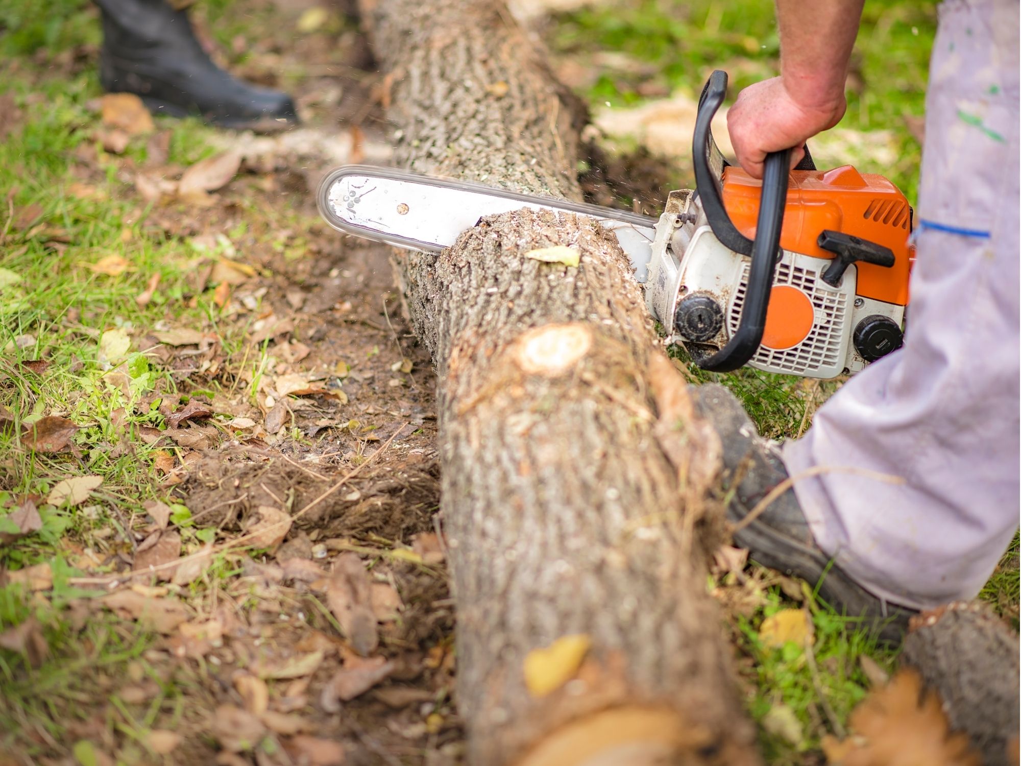 Chainsaw cutting a fallen tree limb